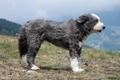 Bearded Collie Dogs Breed - Information, Temperament, Size & Price | Pets4Homes