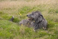 Deerhound Dogs Breed - Information, Temperament, Size & Price | Pets4Homes