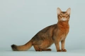 Somali Cats Breed - Information, Temperament, Size & Price | Pets4Homes