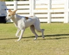 Canaan Dog Dogs Breed - Information, Temperament, Size & Price | Pets4Homes