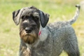 Schnauzer Dogs Ras: Karakter, Levensduur & Prijs | Puppyplaats