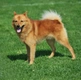 Finnish Spitz Dogs Breed - Information, Temperament, Size & Price | Pets4Homes