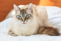 Birman Cats Breed - Information, Temperament, Size & Price | Pets4Homes