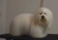 Coton De Tulear Dogs Breed - Information, Temperament, Size & Price | Pets4Homes