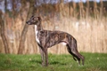 Whippet Dogs Breed - Information, Temperament, Size & Price | Pets4Homes