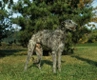 Deerhound Dogs Breed - Information, Temperament, Size & Price | Pets4Homes