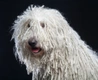 Komondor Dogs Breed - Information, Temperament, Size & Price | Pets4Homes