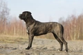 Cane Corso Dogs Ras: Karakter, Levensduur & Prijs | Puppyplaats