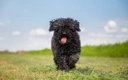 Hungarian Puli Dogs Breed - Information, Temperament, Size & Price | Pets4Homes