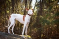 Ibizan Hound Dogs Breed - Information, Temperament, Size & Price | Pets4Homes