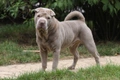 Shar Pei Dogs Ras: Karakter, Levensduur & Prijs | Puppyplaats