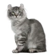 American Curl Cats Breed - Information, Temperament, Size & Price | Pets4Homes