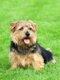 Norfolk Terrier Dogs Breed - Information, Temperament, Size & Price | Pets4Homes