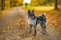 Mudi Dogs Ras: Karakter, Levensduur & Prijs | Puppyplaats