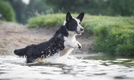 Welsh Corgi Cardigan Dogs Breed - Information, Temperament, Size & Price | Pets4Homes