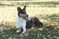 Smooth Collie Dogs Breed - Information, Temperament, Size & Price | Pets4Homes