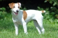 Parson Russell Terrier Dogs Breed - Information, Temperament, Size & Price | Pets4Homes