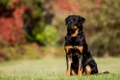 Rottweiler Dogs Breed - Information, Temperament, Size & Price | Pets4Homes