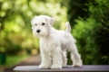 Miniature Schnauzer Dogs Breed - Information, Temperament, Size & Price | Pets4Homes