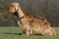 Engelse Cocker Spaniel Dogs Ras: Karakter, Levensduur & Prijs | Puppyplaats