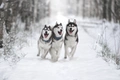 Siberische Husky Dogs Ras: Karakter, Levensduur & Prijs | Puppyplaats