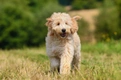 Goldendoodle Dogs Breed - Information, Temperament, Size & Price | Pets4Homes