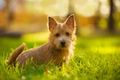 Norwich Terrier Dogs Breed - Information, Temperament, Size & Price | Pets4Homes