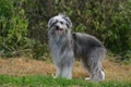 Pyreneese Herdershond Dogs Ras: Karakter, Levensduur & Prijs | Puppyplaats