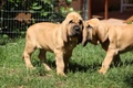 Bloedhond Dogs Ras: Karakter, Levensduur & Prijs | Puppyplaats