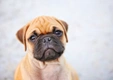 Chug Dogs Breed - Information, Temperament, Size & Price | Pets4Homes