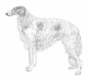Levriero Dogs Razza - Prezzo, Temperamento & Foto | AnnunciAnimali