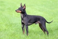 English Toy Terrier Dogs Breed - Information, Temperament, Size & Price | Pets4Homes