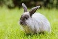 Sable Rabbits Breed - Information, Temperament, Size & Price | Pets4Homes