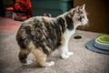 Manx Cats Breed - Information, Temperament, Size & Price | Pets4Homes