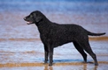 Curly Coated Retriever Dogs Breed - Information, Temperament, Size & Price | Pets4Homes