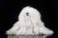 Hungarian Puli Dogs Breed - Information, Temperament, Size & Price | Pets4Homes