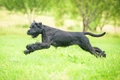 Giant Schnauzer Dogs Breed - Information, Temperament, Size & Price | Pets4Homes