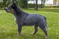 Australian Cattle Dog Dogs Ras: Karakter, Levensduur & Prijs | Puppyplaats