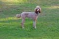 Standard Poodle Dogs Breed - Information, Temperament, Size & Price | Pets4Homes