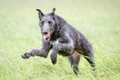 Deerhound Dogs Breed - Information, Temperament, Size & Price | Pets4Homes