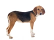 Harrier Dogs Breed - Information, Temperament, Size & Price | Pets4Homes