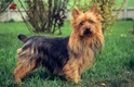 Australian Terrier Dogs Breed - Information, Temperament, Size & Price | Pets4Homes