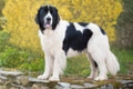 Landseer ECT Dogs Ras: Karakter, Levensduur & Prijs | Puppyplaats