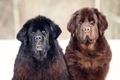 Newfoundland Dogs Breed - Information, Temperament, Size & Price | Pets4Homes