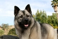 Norwegian Elkhound Dogs Breed - Information, Temperament, Size & Price | Pets4Homes