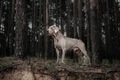 Weimaraner Dogs Breed - Information, Temperament, Size & Price | Pets4Homes