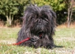 Affenpinscher Dogs Ras: Karakter, Levensduur & Prijs | Puppyplaats