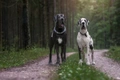 Duitse Dog Dogs Ras: Karakter, Levensduur & Prijs | Puppyplaats