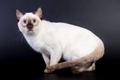 Thai Cats Breed - Information, Temperament, Size & Price | Pets4Homes