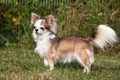 Chihuahua Dogs Ras: Karakter, Levensduur & Prijs | Puppyplaats